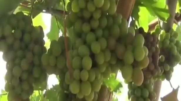 ابين العنب