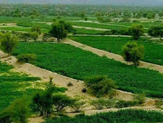 الوضيع ابين ارض زراعية