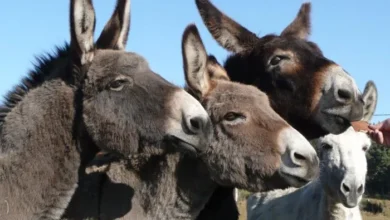 الحمير تفجر أزمة دبلوماسية بين دولتين 700x430