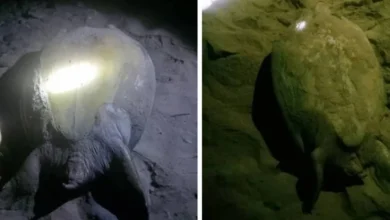 A6t 17 06 2025 09 59 31