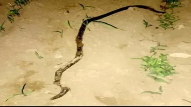 9962f8ee Db18 4929 8df5 952c134bd812