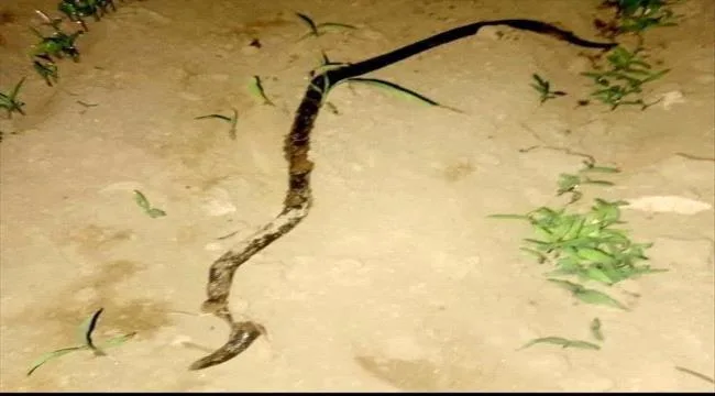 9962f8ee Db18 4929 8df5 952c134bd812