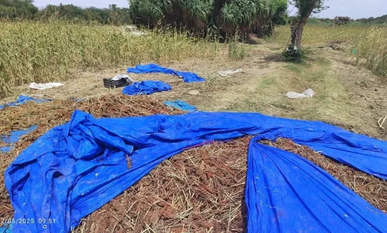 Img 20251122 Wa0474(1)