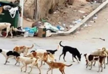 Fb Img 1775841422555