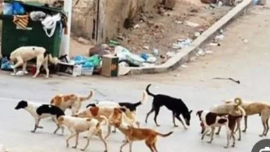 Fb Img 1775841422555