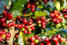 Coffee Cherries On A Tree Masthead 1440x720 1