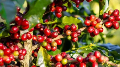 Coffee Cherries On A Tree Masthead 1440x720 1
