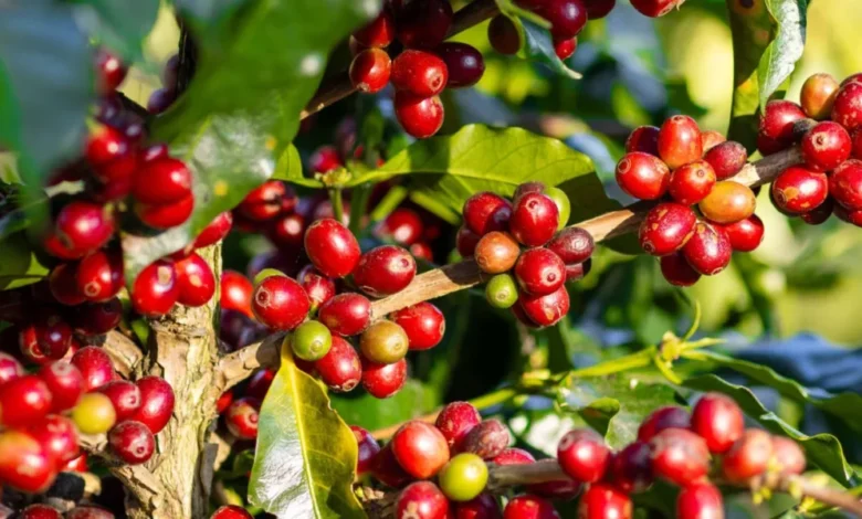 Coffee Cherries On A Tree Masthead 1440x720 1